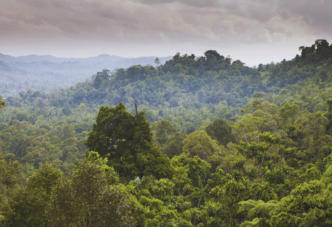 Menjaga Hutan Dataran Rendah Sumatra di Bukit Tigapuluh