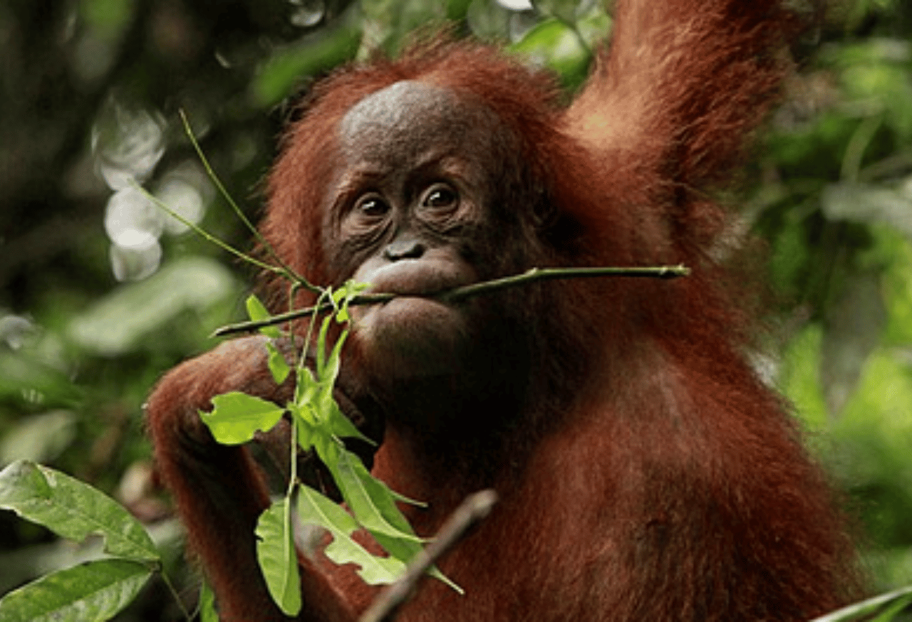 Keanekaragaman Hayati