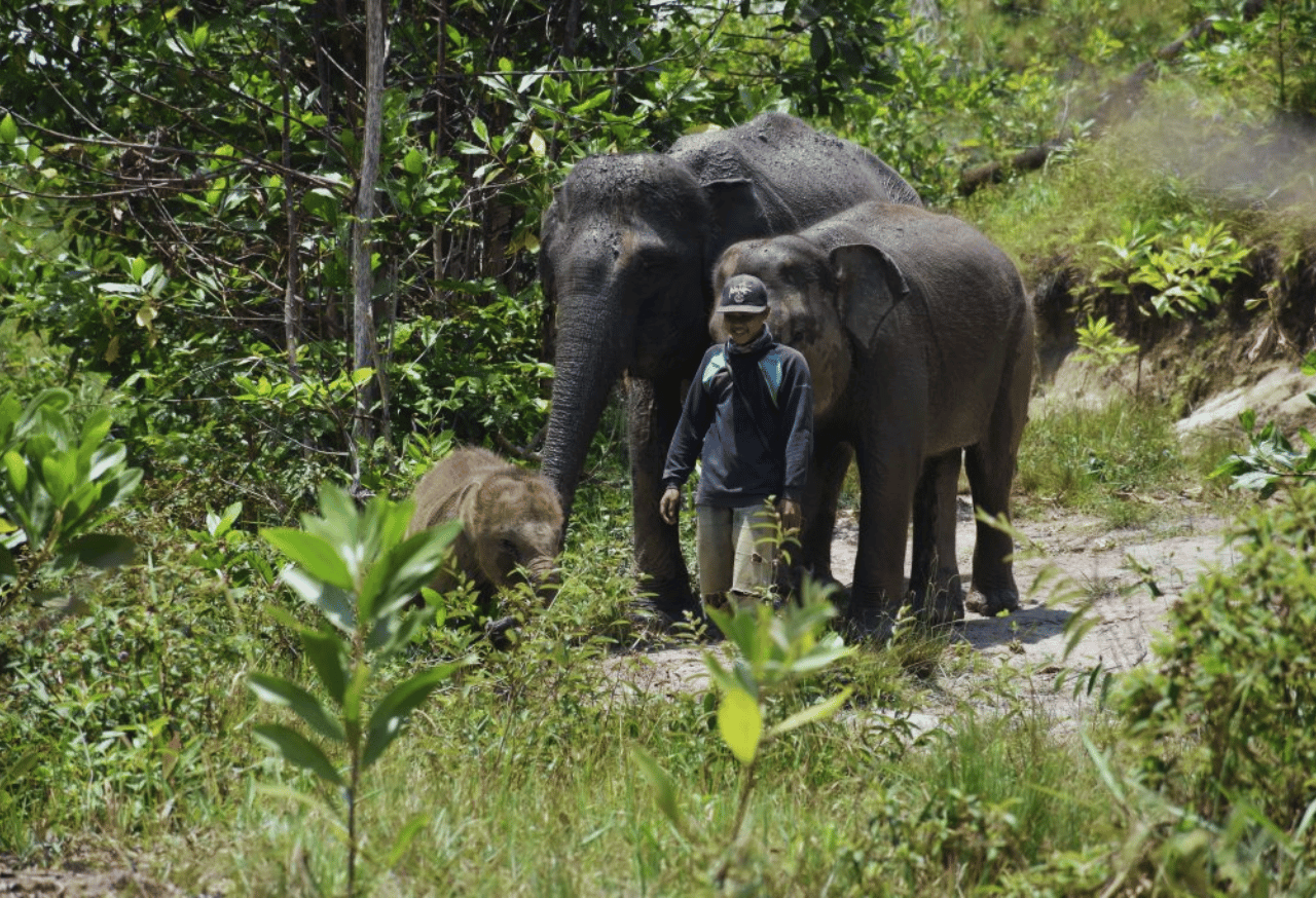 Konservasi Gajah Sumatera