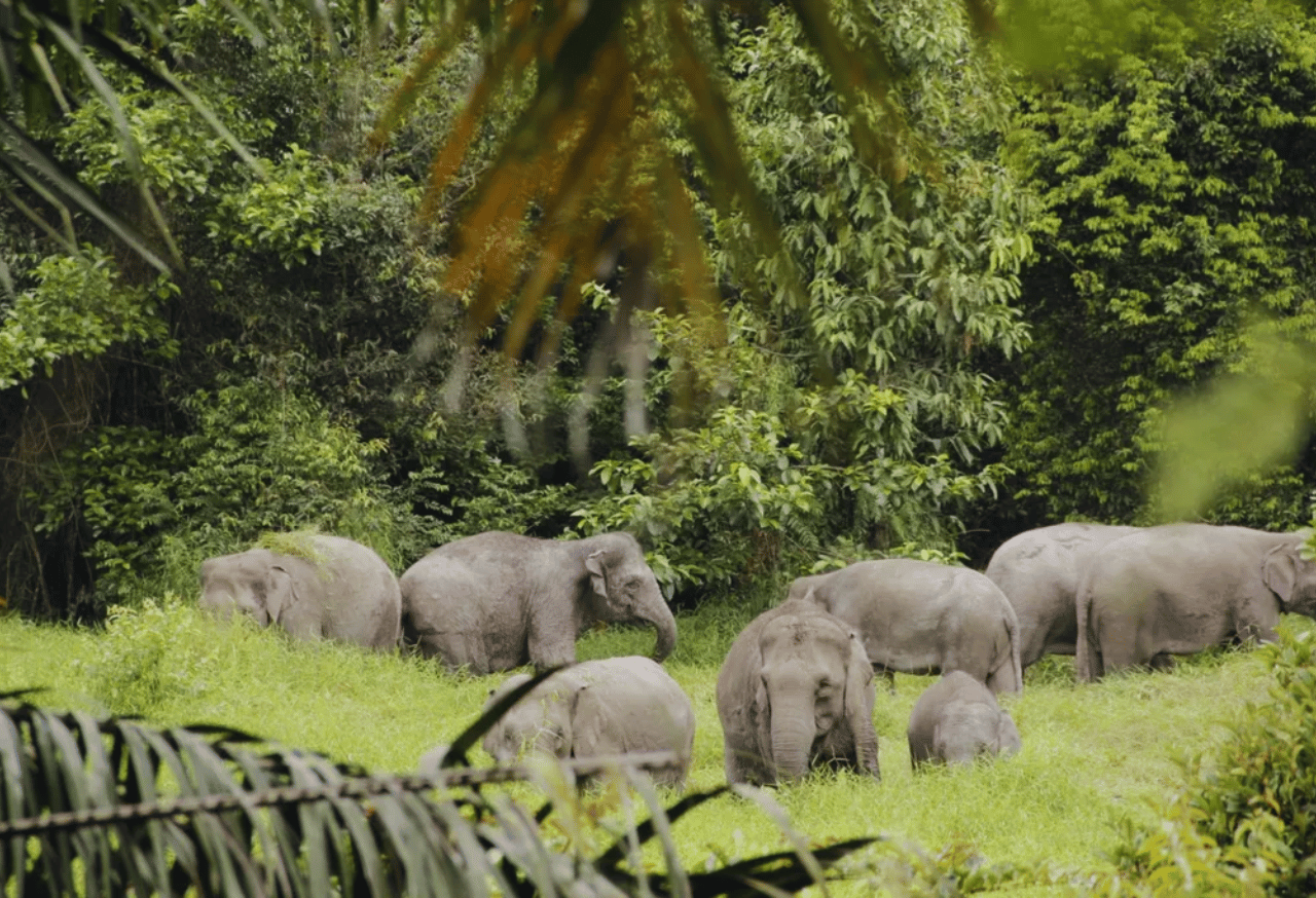 Koridor Satwa Bukit Batabuh