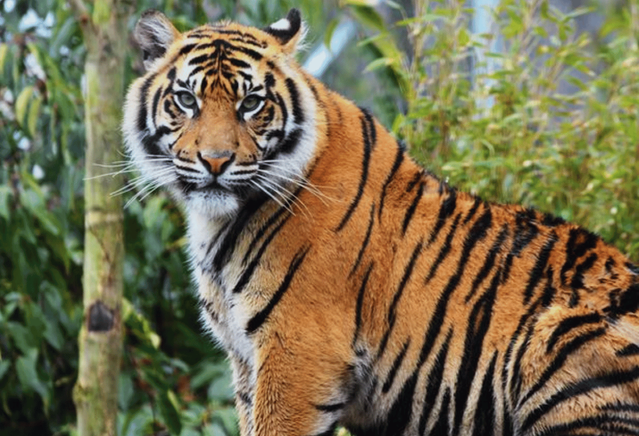 Melindungi Spesies Langka dan Terancam Punah