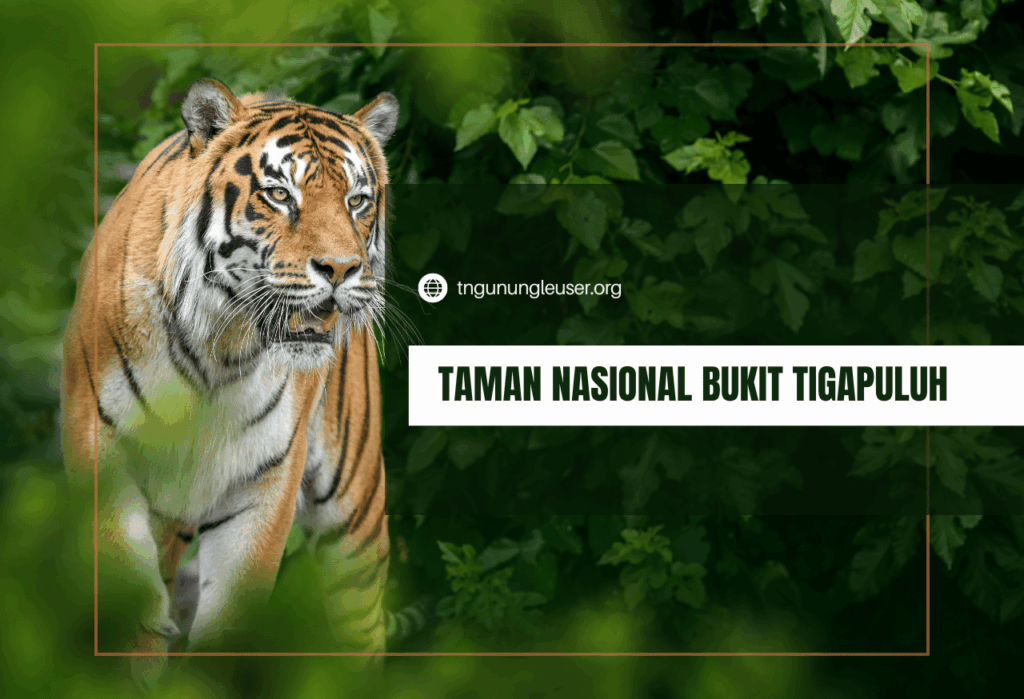 Mengenal Taman Nasional Bukit Tigapuluh