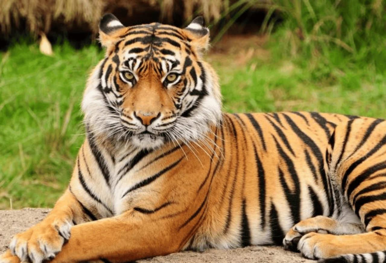 Menjaga Kelestarian Habitat dan Spesies Terancam Punah