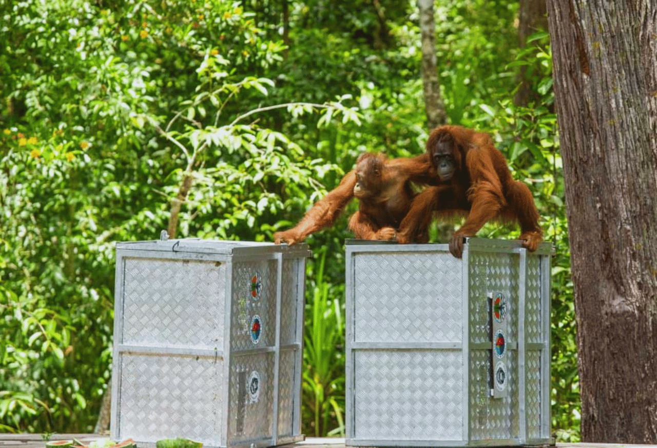 Pelepasliaran Orangutan Sumatera