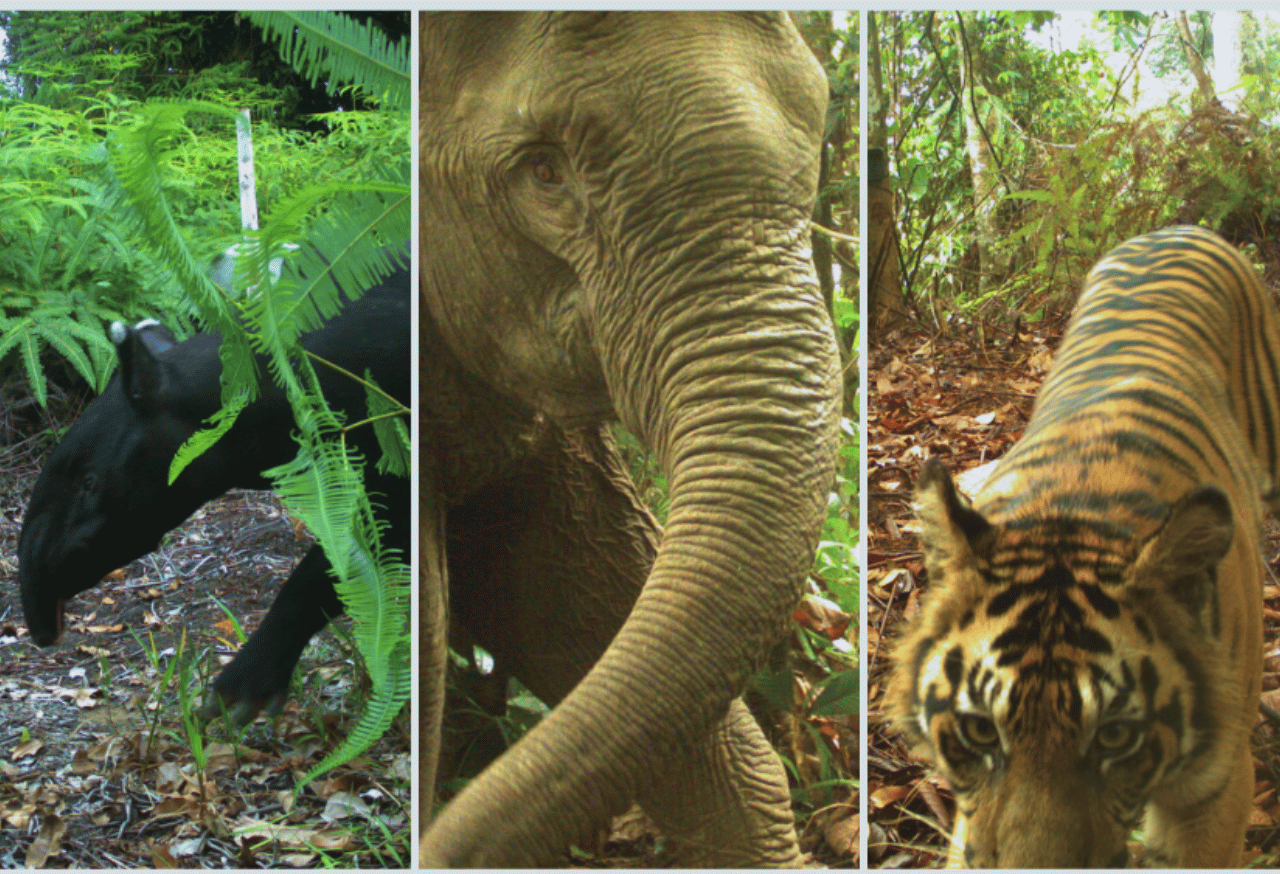 Pelestarian Keanekaragaman Hayati