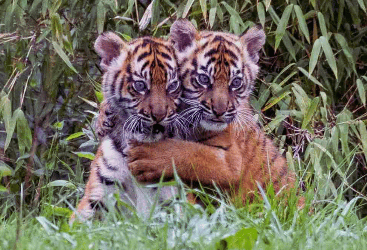 Pemulihan Populasi Satwa Langka