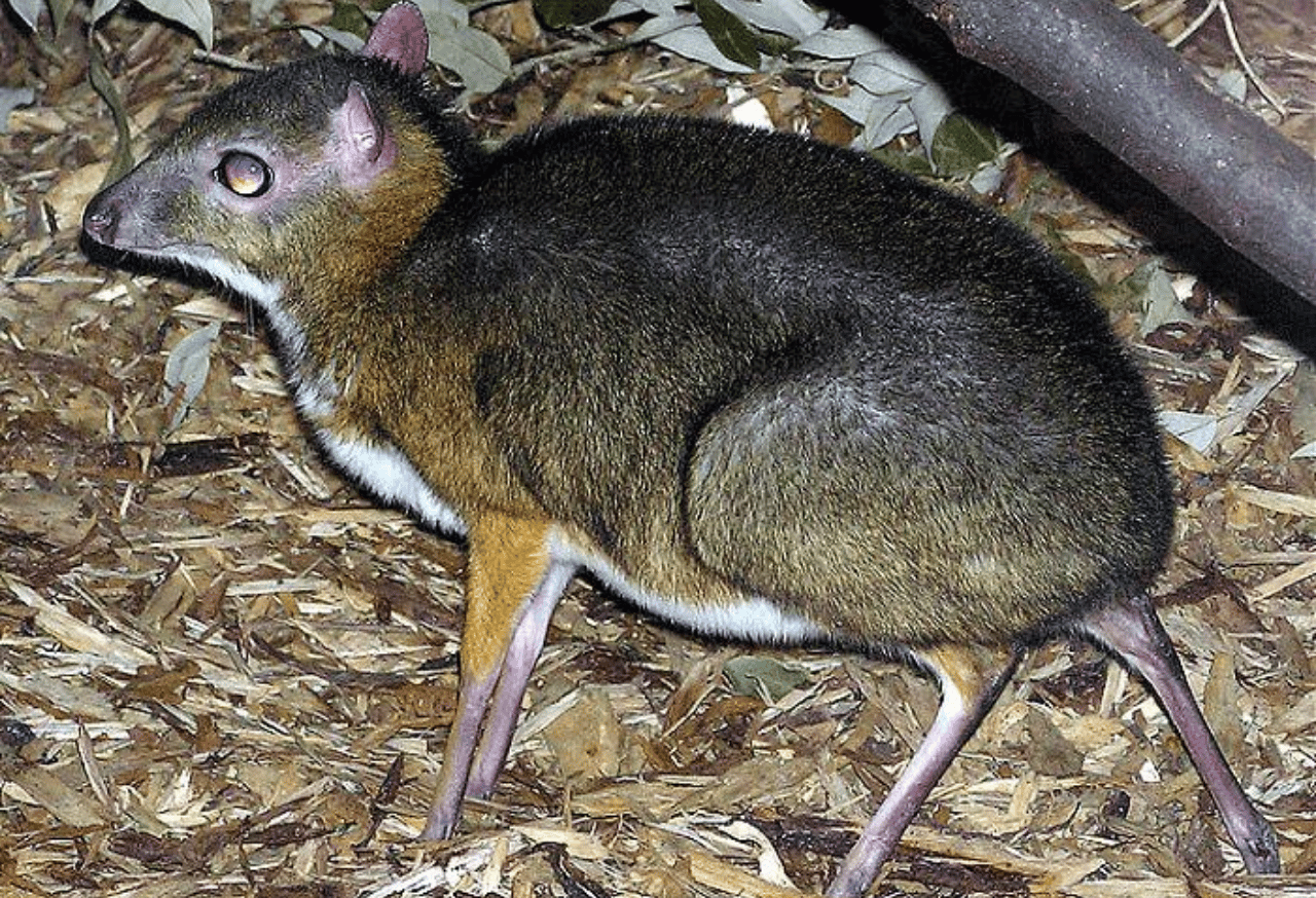 Pengenalan Spesies Terancam Punah