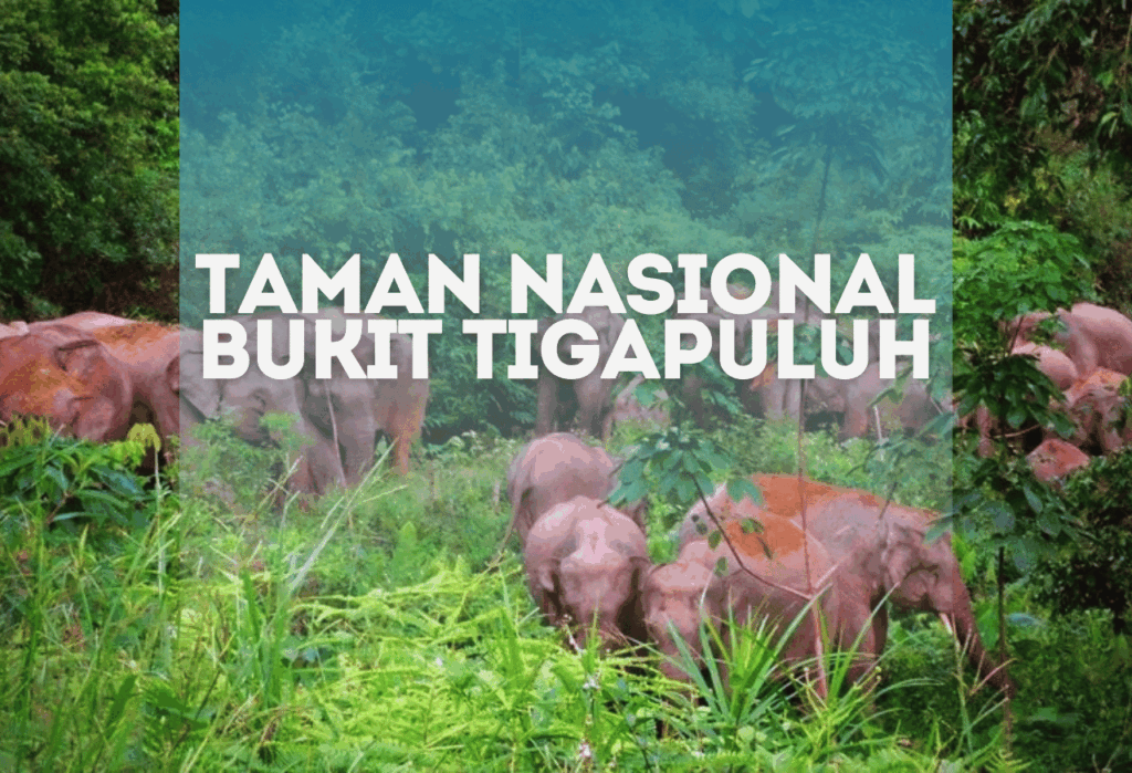Profil Taman Nasional Bukit Tigapuluh