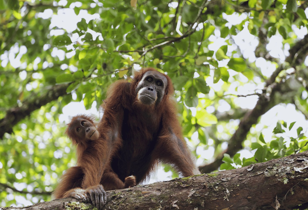 Reintroduksi Orangutan Sumatera