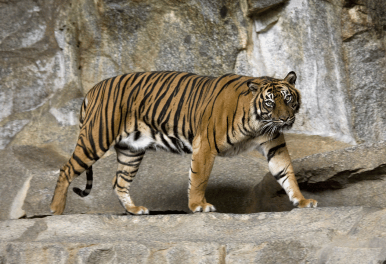 Satwa Langka yang Dilindungi