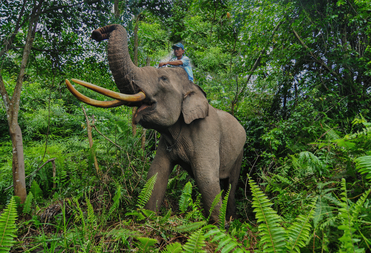 TAMAN NASIONAL TESSO NILO