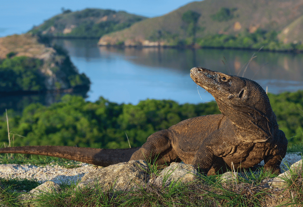 Taman Nasional Komodo