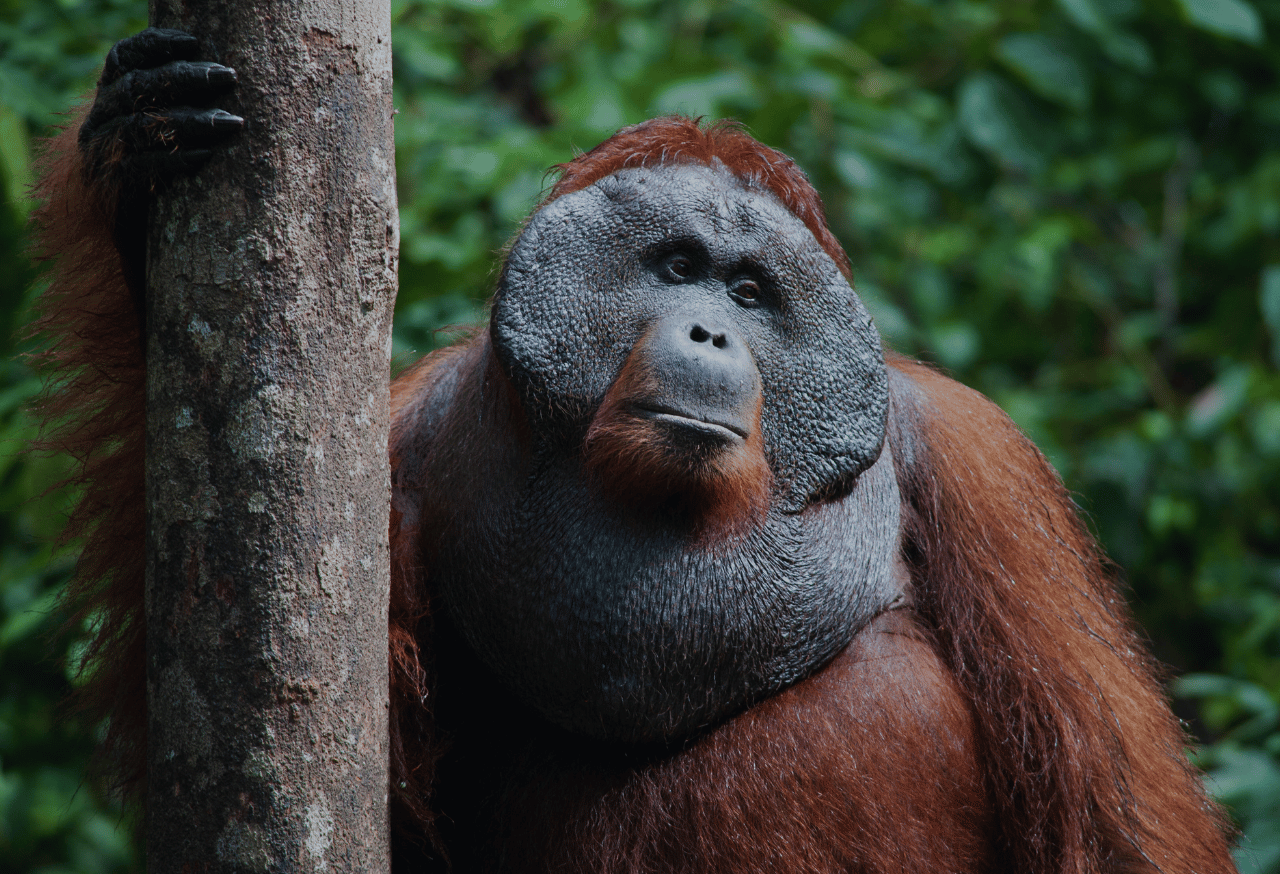 Taman Nasional Tanjung Puting