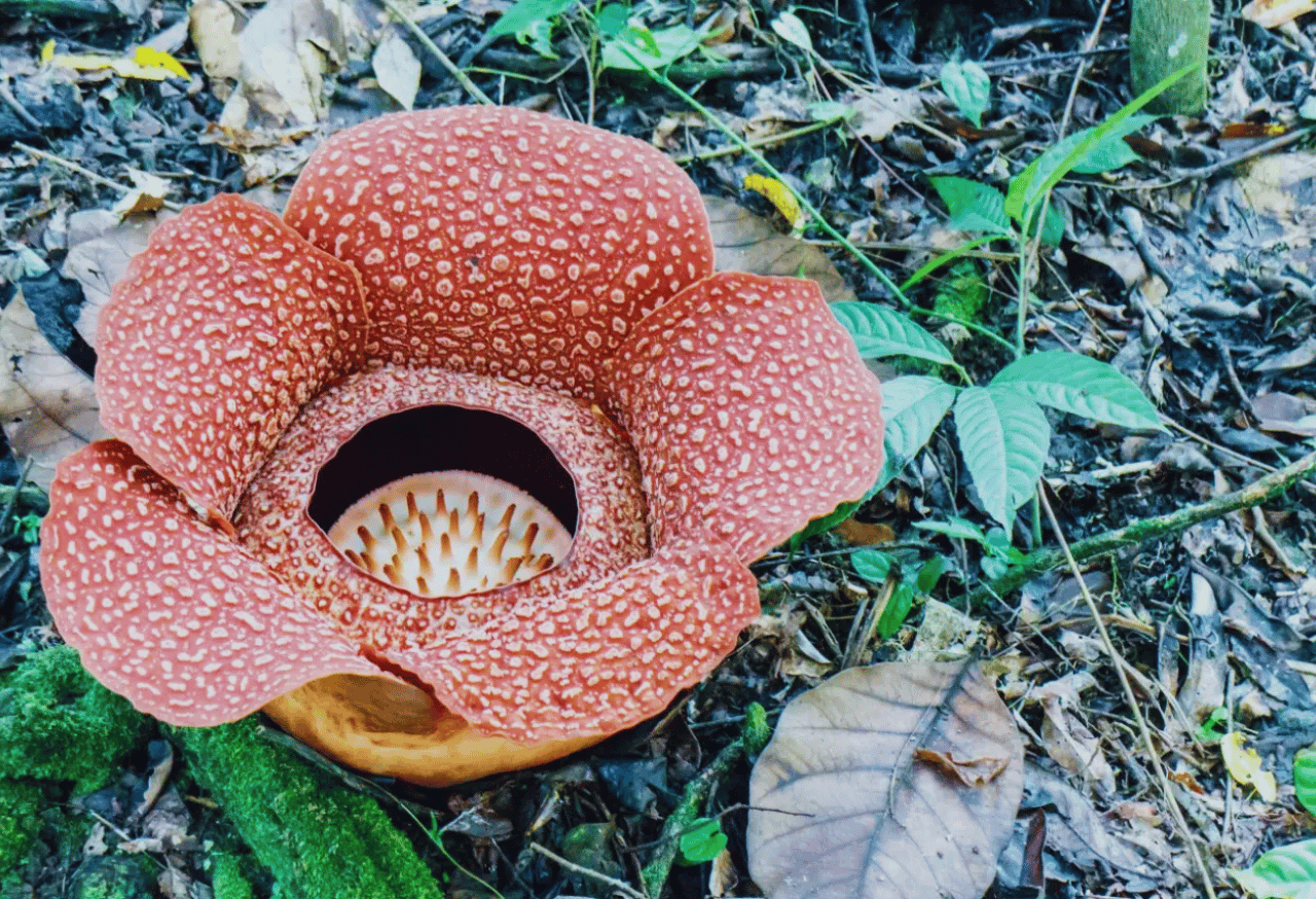 Tumbuhan Khas dan Endemik